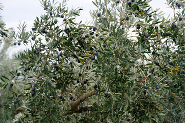 Olive trees full of olives. Gemlik olive tree gardens. Selective focus. Gemlik district. Turkey.