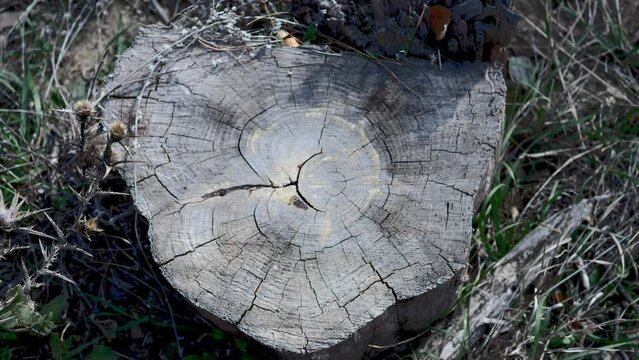 Tree stump in the forest