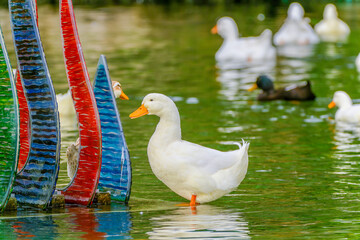 duck on the water