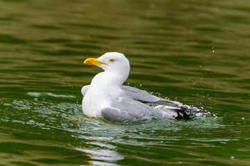 Seagull on water