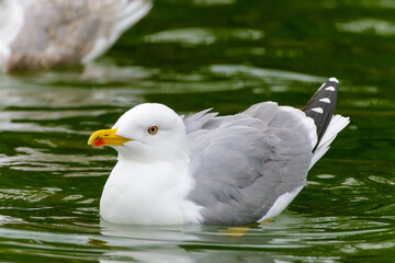 Seagull on water