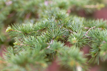 green leaves background