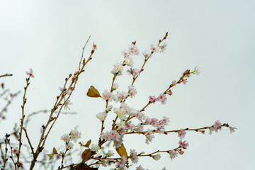 branch of a cherry tree