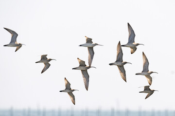 チュウシャクシギの群飛 (Whimbrel)