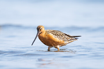 オオソリハシシギ夏羽 (Bar-tailed Godwit)
