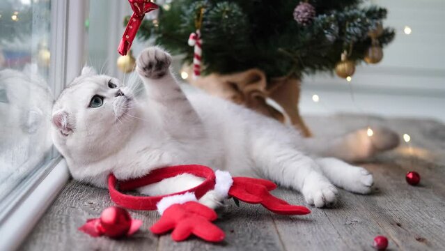 The kitten lies near the Christmas tree. A man's hand holds a new toy and plays with a cat.