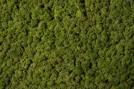 green moss background,  nature texture