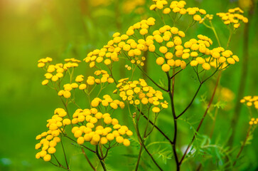 Obraz premium Tansy flowers on a green natural background 