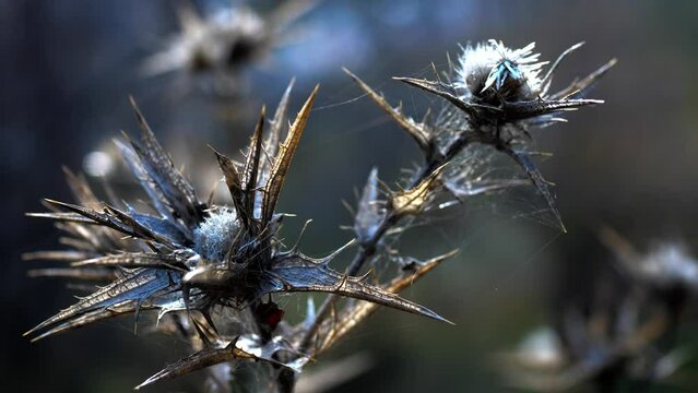 Beautiful dry, prickly branches. Close-up nature photography.
