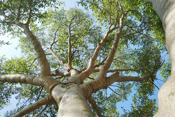 Landscape the big tree with nature background