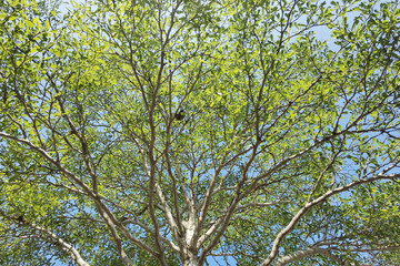 Landscape the big tree with nature background