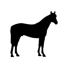 Silhouette of horse