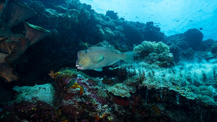 Green humphead parrotfish, Bolbometopon muricatum, in Banda Sea, Indonesia. With a trail of defecation behind.
