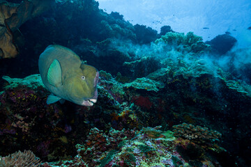 Naklejka na ściany i meble Green humphead parrotfish, Bolbometopon muricatum, in Banda Sea, Indonesia. With a trail of defecation behind.