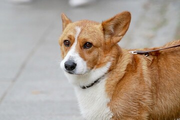 Nahaufnahme Hundekopf