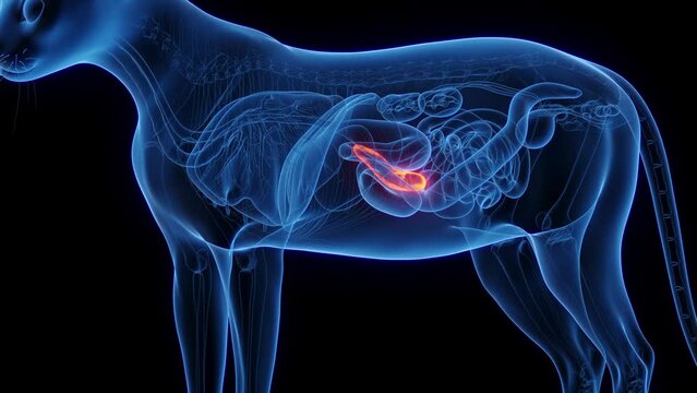 3D medical animation of a cat's pancreatic gland