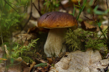Close-up of big boletus edulis white porcini edible mushroom growing in shadow in park forest field among green grass.