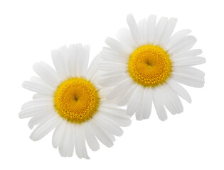 two isolated medical daisies. Flower buds for placement on banners and packages