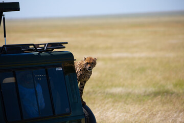 A Cheetah in the serengeti national park sitting on the spare wheel of the safari car