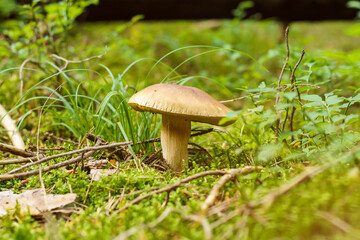 Close-up of delicious ripe orange-cap boletus edulis mushroom growing in park forest among green grass, leaves, twigs.