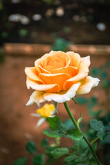 Beautiful blooming flower rose flower close up