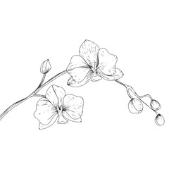 orchid branch in hand drawn style in illustration