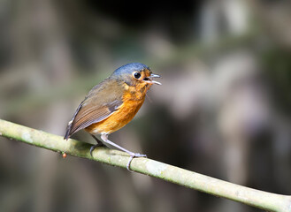 Grijskapdwergmierpitta, Slate-crowned Antpitta, Grallaricula nana