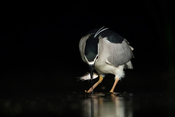 Kwak, Black-crowned Night Heron, Nycticorax nycticorax