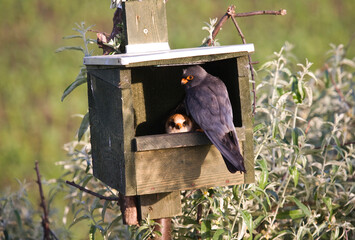 Roodpootvalk, Red-footed Falcon, Falco vespertinus