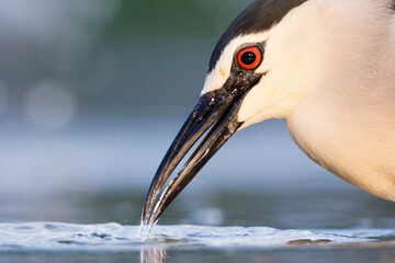 Kwak, Black-crowned Night Heron, Nycticorax nycticorax