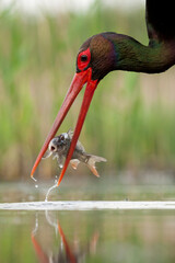 Zwarte Ooievaar, Black Stork, Ciconia nigra