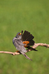 Roodpootvalk, Red-Footed Falcon, Falco vespertinus