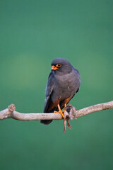 Roodpootvalk, Red-Footed Falcon, Falco vespertinus