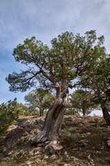 Fototapeta na wymiar a thousand-year-old tree against the sky