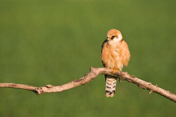 Roodpootvalk, Red-footed Falcon, Falco vespertinus