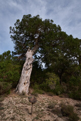 Fototapeta na wymiar a thousand-year-old tree against the sky