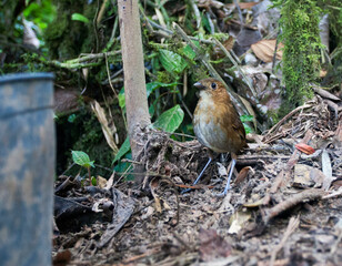 Caldasmierpitta, Brown-banded Antpitta, Grallaria milleri