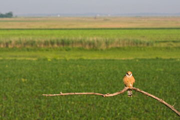 Roodpootvalk, Red-footed Falcon, Falco vespertinus