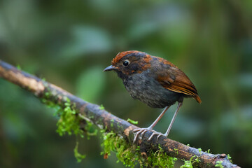 Tweekleurige Mierpitta, Bicolored Antpitta, Grallaria rufocinerea