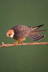Roodpootvalk, Red-footed Falcon, Falco vespertinus