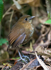 Caldasmierpitta, Brown-banded Antpitta, Grallaria milleri