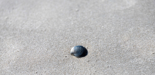 Fototapeta na wymiar Shell on the North Sea beach of St. Peter-Ording