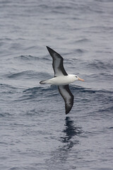 Black-browed Albatross, Wenkbrauwalbatros, Thalassarche melanophrys
