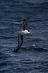 Black-browed Albatross, Wenkbrauwalbatros, Thalassarche melanophrys