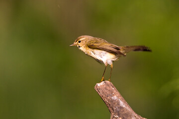 Tjiftjaf, Common Chiffchaff, Phylloscopus collybita