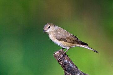 Obraz premium Tuinfluiter, Garden Warbler, Sylvia borin