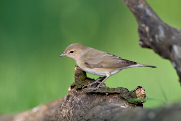 Tuinfluiter, Garden Warbler, Sylvia borin