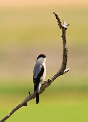 Kleine Klapekster, Lesser Grey Shrike, Lanius minor