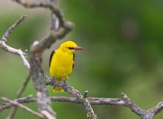 Wielewaal, Golden Oriole, Oriolus oriolus