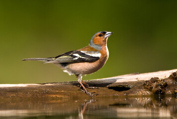 Vink, Common Chaffinch, Fringilla coelebs